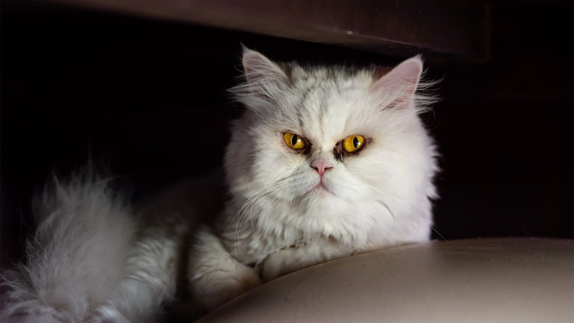 雷火电竞下载-从底特律到墨西哥城，一场篮球智慧的跨洲递解