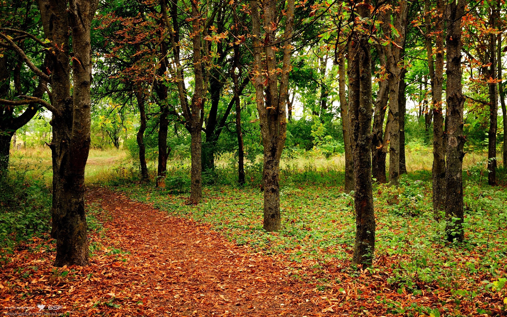 一个篮球巨星如何定义世界杯之夜,恩比德的存在感艺术